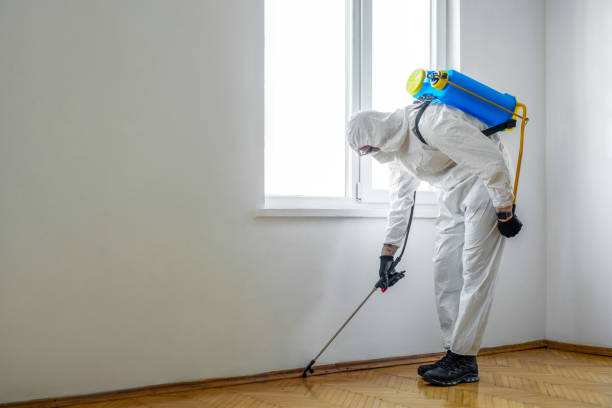 Best Wasp Removal Services  in Rockland, ME