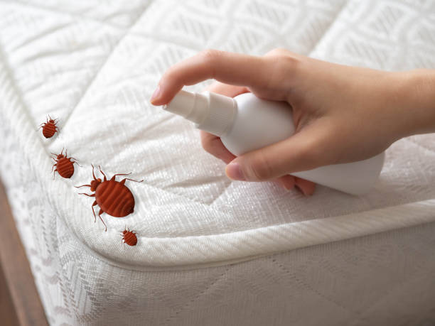 Best Local Pest Control Services  in Rockland, ME