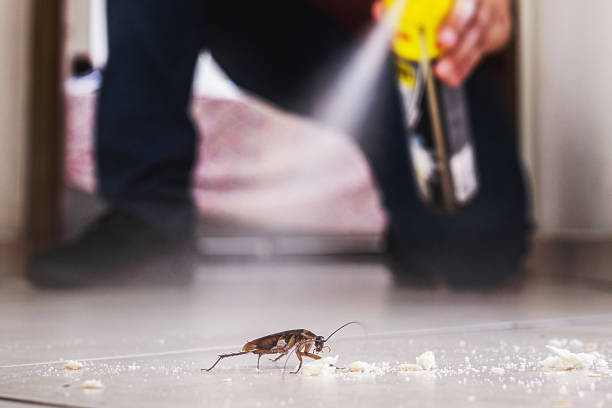 Best Pest Inspection Near Me  in Rockland, ME