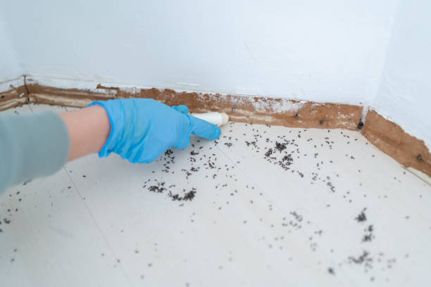 Best Wasp Removal Services  in Rockland, ME